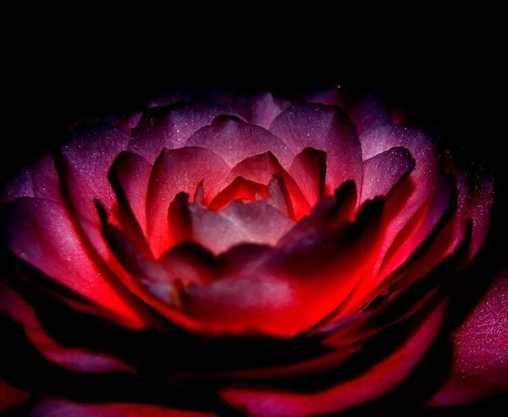 Фиолетово розовая аура. Светящиеся розы. Glowing rose. Светящиеся розы. Обои на айфон.