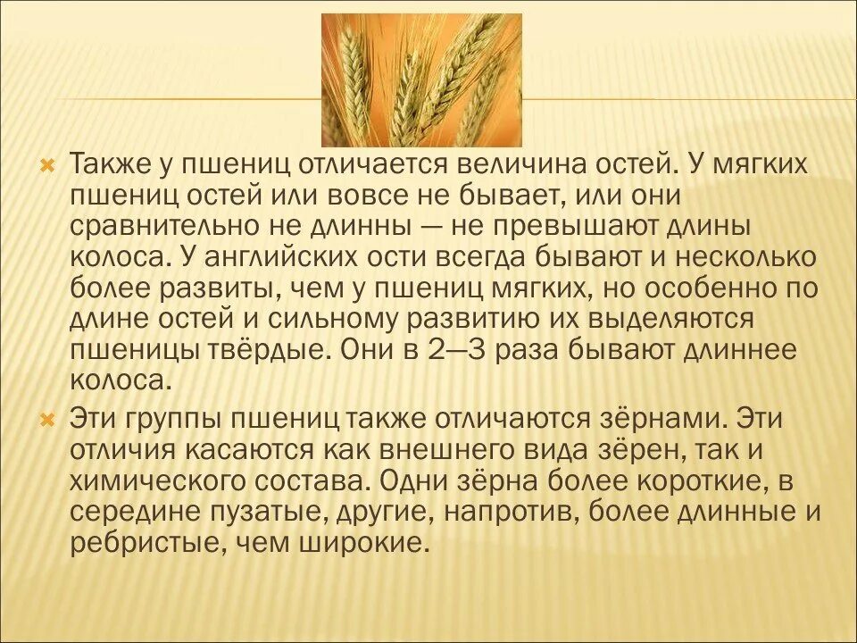 Сильная пшеница это. Внешний вид пшеницы. Признаки пшеницы. Дикорастущие предки пшеницы. Может ли пшеничный