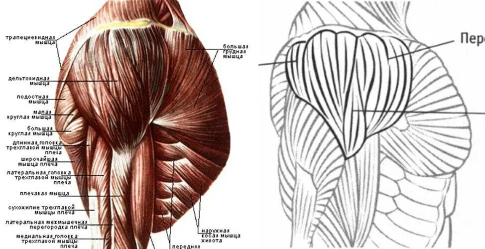 Пучок дельтовидной мышцы. Дельтовидная мышца плечевого пояса. Дельтовидная мышца плеча анатомия. Пластическая анатомия дельтовидная мышца. Дельтовидная мышца анатомия рисунок.