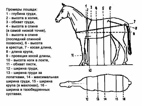 Какая длина лошади. Точки взятия промеров у лошадей. Промеры экстерьера лошади. Основные промеры лошади. Промеры в холке лошадь.