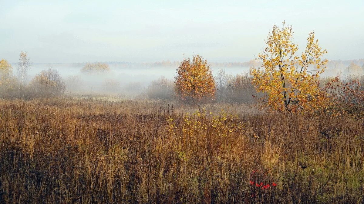 Смотрело серенькое октябрьское утро. Октябрьское утро природа. октябрьское утро фотографии. шувалов фотограф.