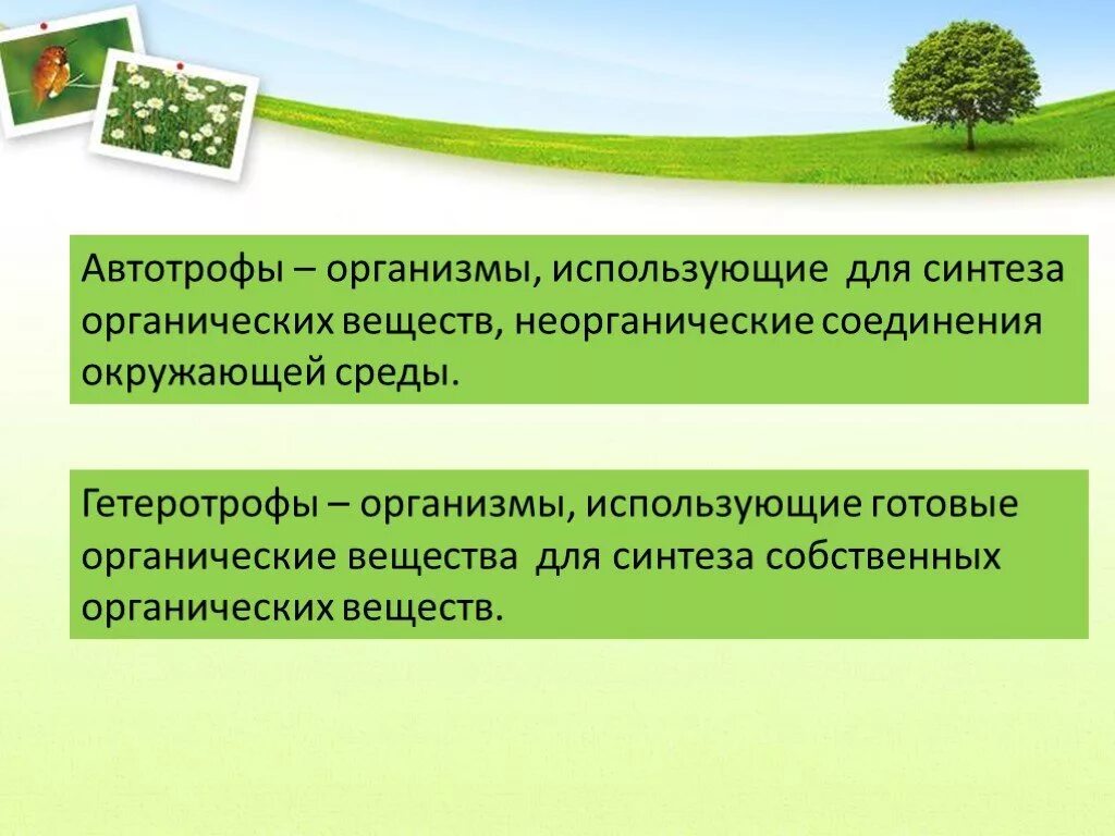 Автотрофы. Пфтотрофные опгантщсы. Авто рофные организмыы. Автотрофные организмы. Организмы потребляющие готовые органические