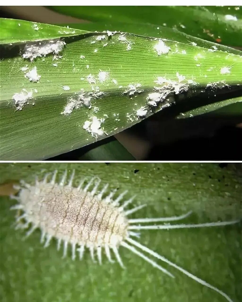 Цветочный трипс тля. Щитовка аспидистровая. Трипсы, мучнистые жучки. Насекомые на орхидеях. Мучнистый червец личинки.