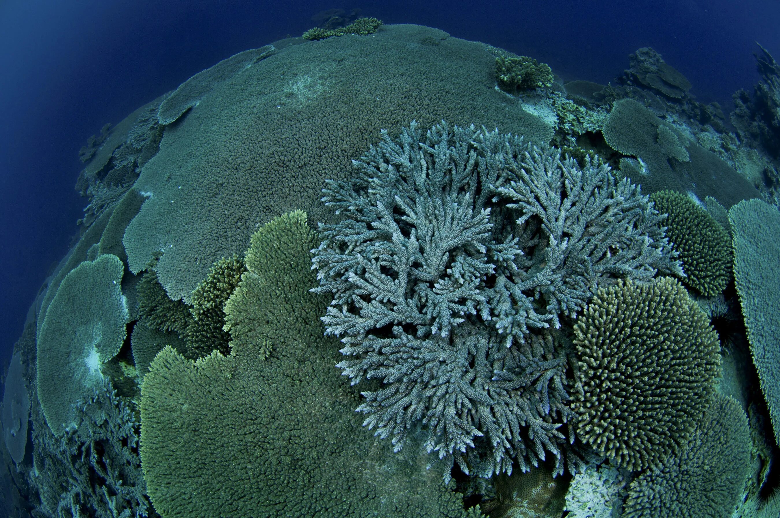Экосистема кораллового рифа. Большой Барьерный риф мертвые кораллы. Greenpeace great Barrier Reef. Мертвые рифы. Вымирающий риф.