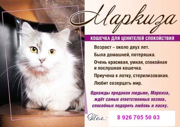 маркиза кличка для кошки. потерялся кот маркиз. маркиз имя для кота. маркиз имя кота. порода маркиз.