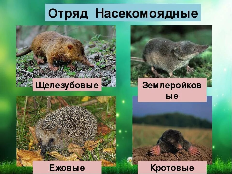 К насекомоядным млекопитающим относят