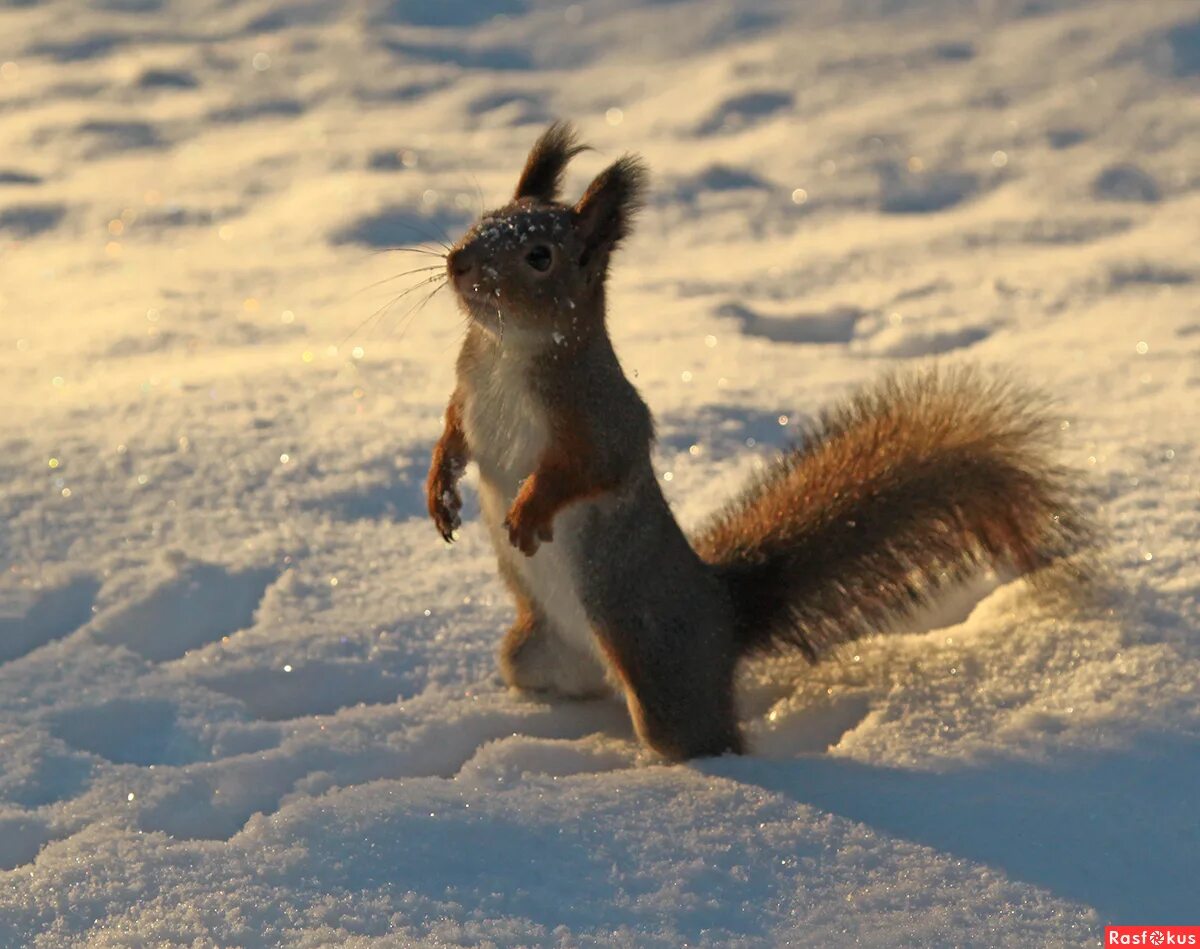 белка зимой. жизнь белки зимой. белка обыкновенная зимой. хорошо в декабре белке разных. зима белка на елке.