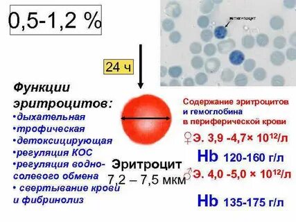 Какая функция эритроцитов