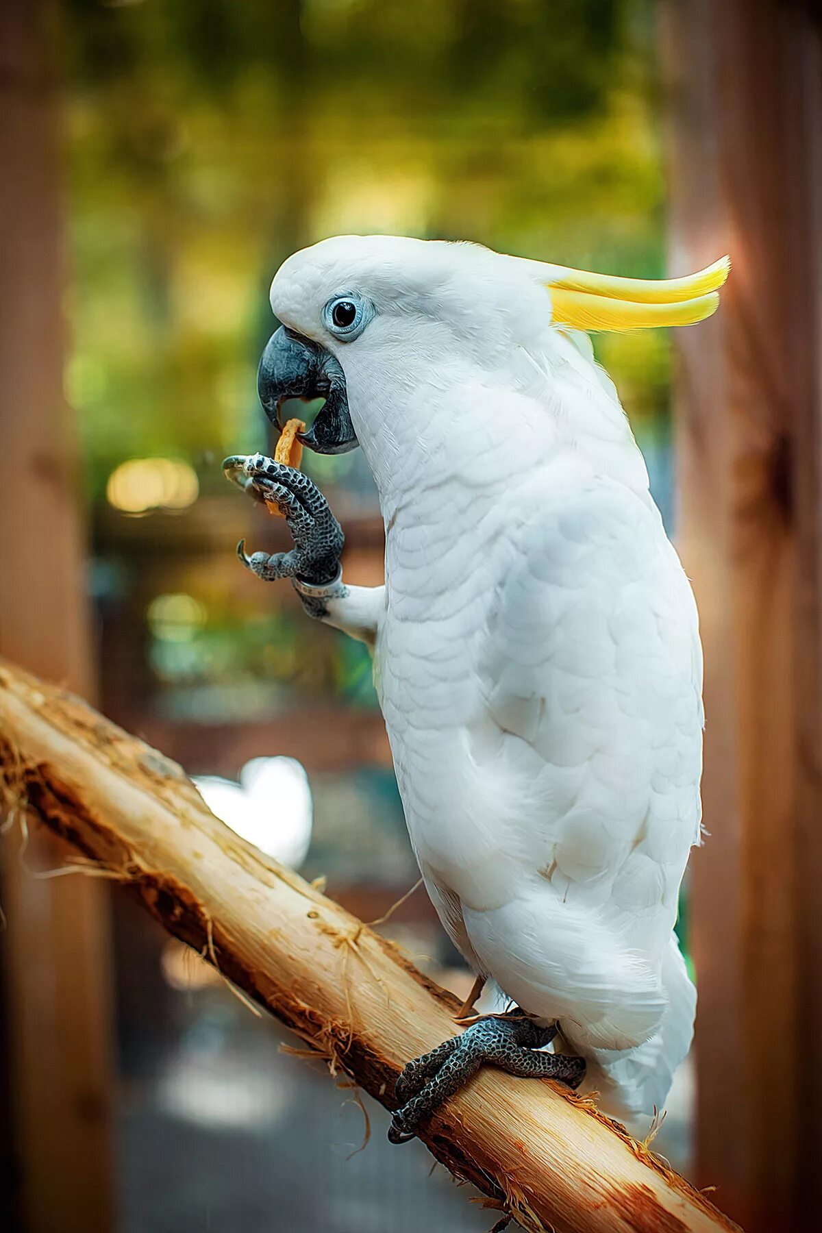 Какаду видео. Белый попугай Какаду. Попугай Какаду белохохлый. Малый желтохохлый Какаду. Какаду желтый.