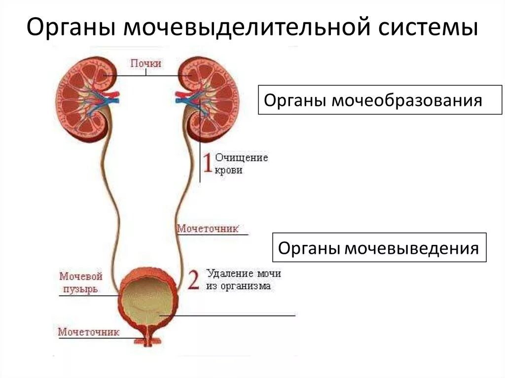 Мочевой пузырь выполняет функцию. Выделительная система человека строение картинка. Схема строения мочевыделительной системы человека. Выделительная система строение почки. Органы выделительной системы схема.