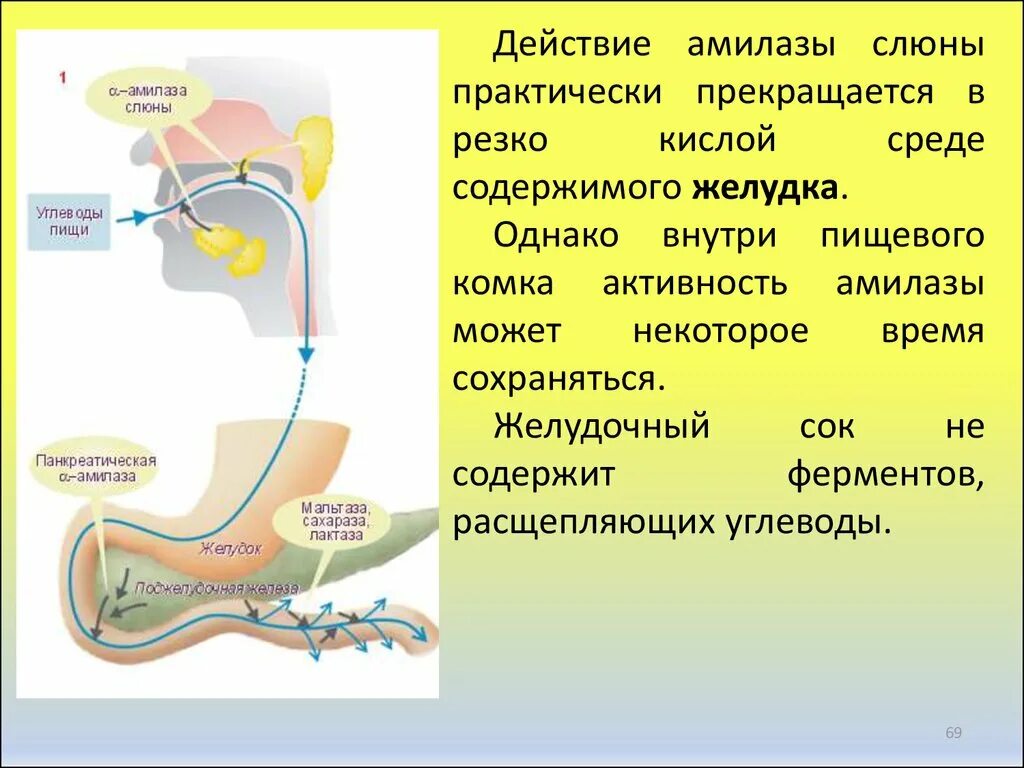 Обработка пищевого комка желчью. Активность Альфа амилазы в слюне. Амилаза слюны и панкреатическая амилаза. Расщепление углеводов в желудке. Амилаза слюны PH.