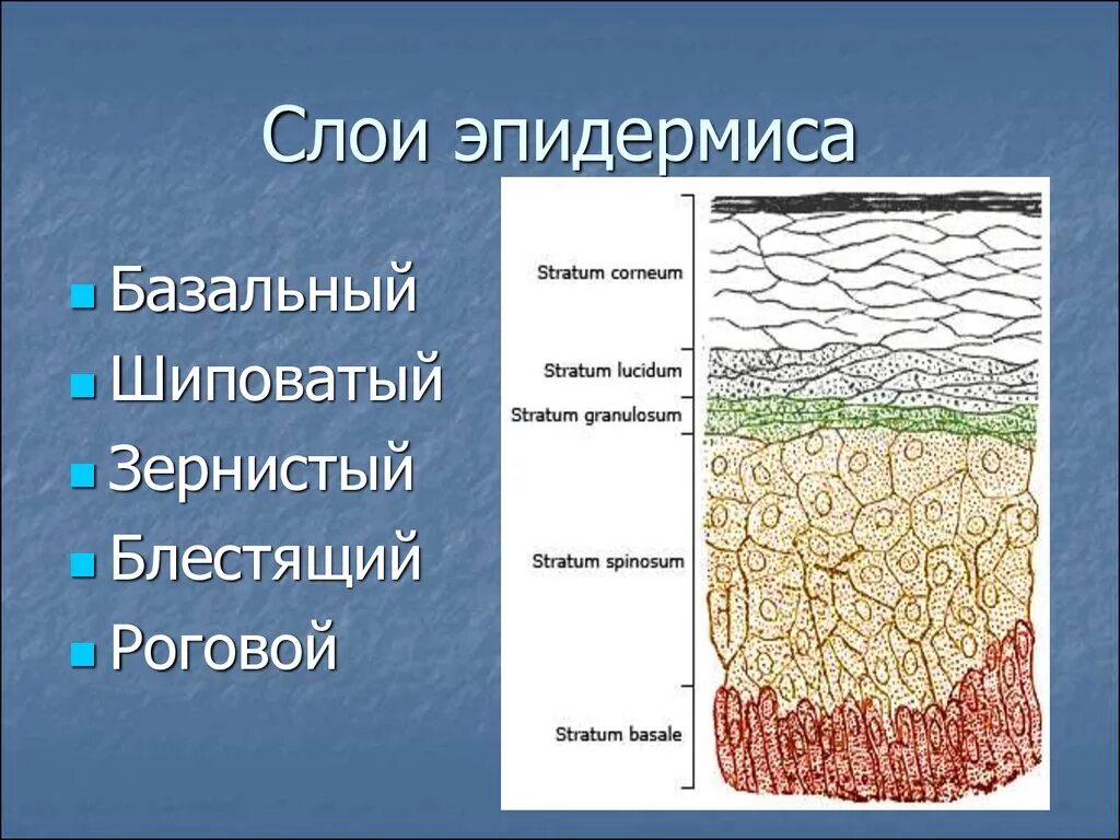 Назови слою. 5 Слоев эпидермиса кожи. Строение эпидермиса кожи роговой слой. Эпидермис строение слоя. Слой кожи эпидермис дерма гиподерма.