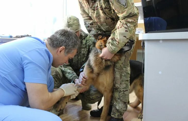 карьера ветеринара. ветеринарная клиника. считается ли ветеринарный врач военнообязанный. ветеринары военнообязанные или нет. ветеринары военнообязанные или нет.