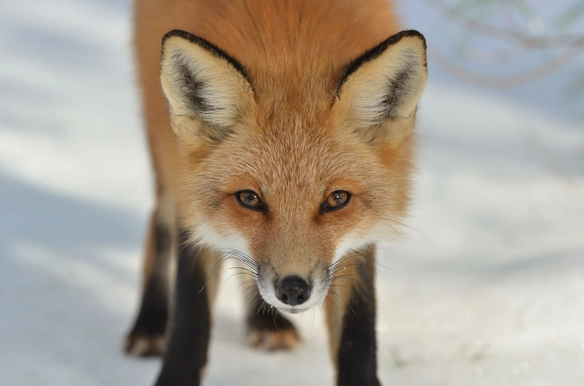 Fox because
