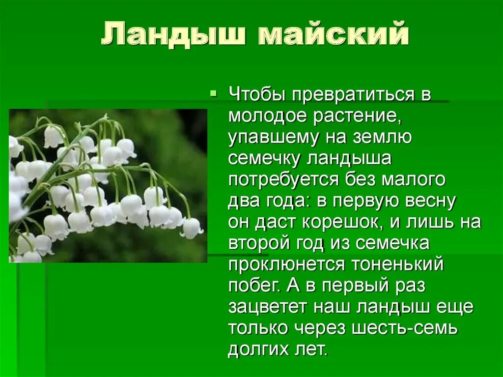 Чернеет лес теплом разбуженный весенней сыростью. Ландыши в лесу текст. Ландыши в конце мая в лесу расцветают ландыши. Ландыши в лесу текст. Придумать предложение со словом ландыши.