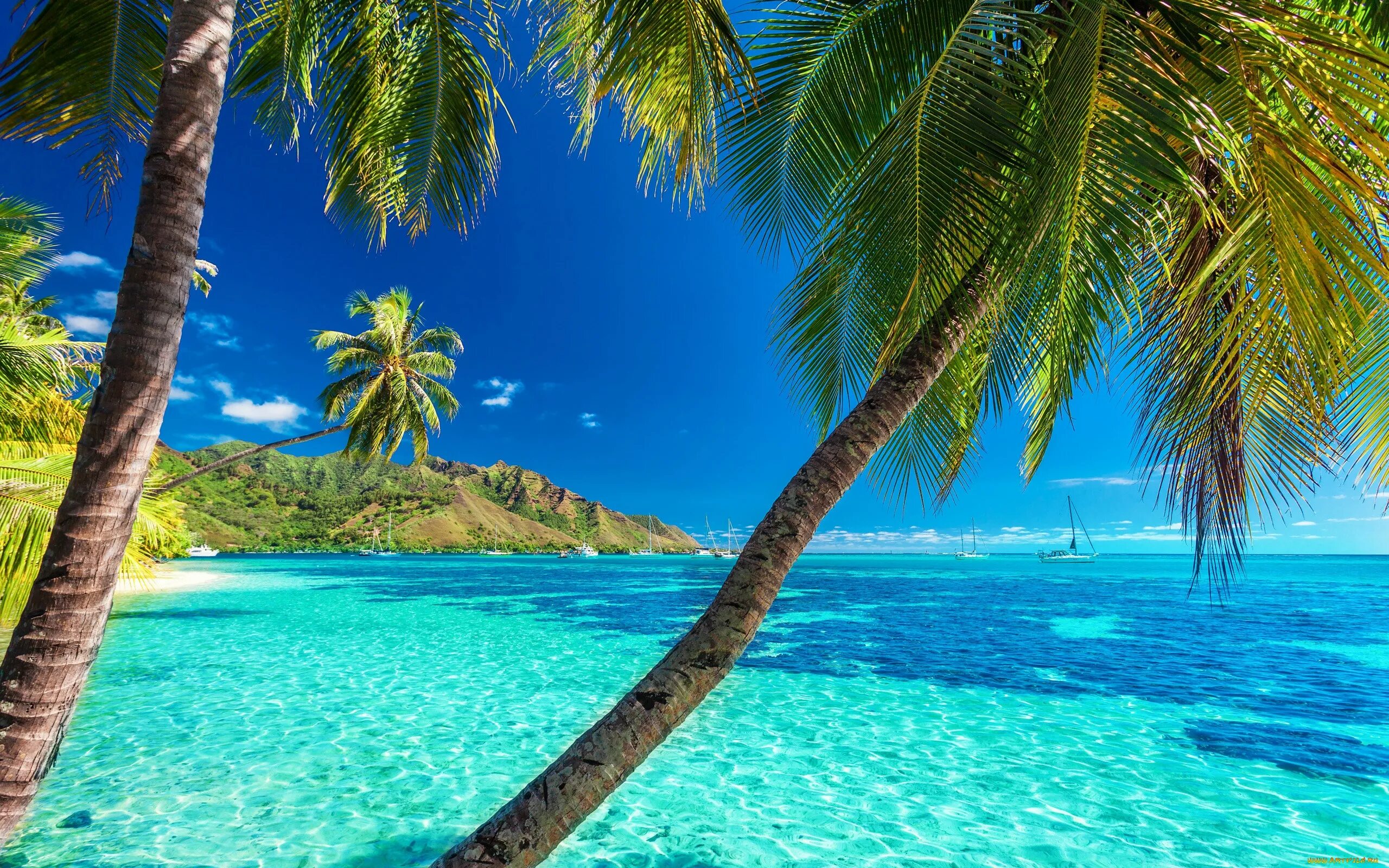 Море пальмы. Гавайи Мальдивы Карибы. Море пляж пальмы. Пляж с пальмами.