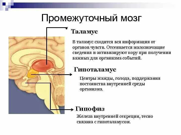 Гипоталамус содержит центры голода и жажды. Промежуточный мозг таламус гипоталамус. Таламус гипоталамус эпиталамус метаталамус. Таламус гипоталамус подушка. Зрительный бугор таламус.