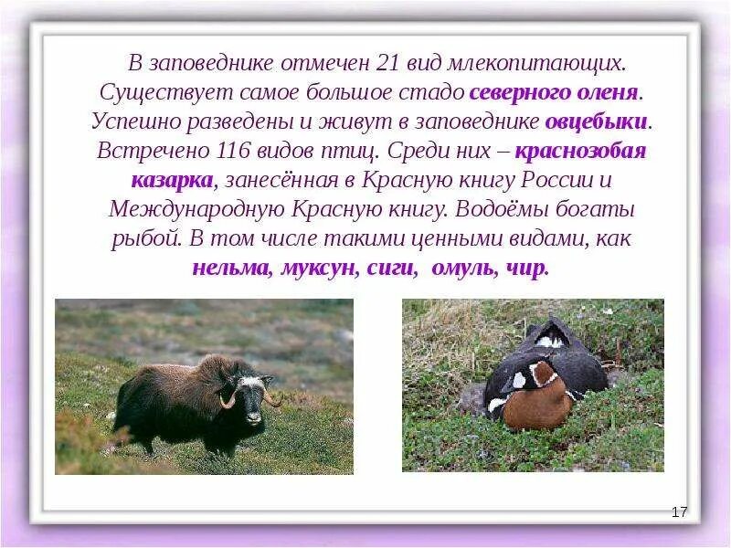 Какой заповедник 1 из самых северных. Таймырский заповедник краснозобая казарка. самое большое стадо млекопитающих. в заповеднике отмечен 21 вид млекопитающих. остров врангеля заповедник казарка.