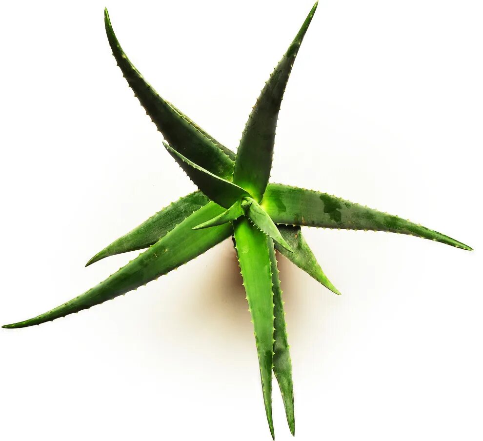 Алоэ 2 мл. Алоэ донни. алоэ элленбека aloe ellenbeckii. алоэ парадисикум. алоэ санрайз.