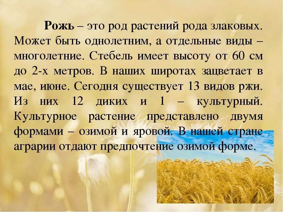 Окончание слова рожь. Рожь сообщение 3 класс окружающий мир. Проект про рожь. Рожь описание. Рожь тема проекта.