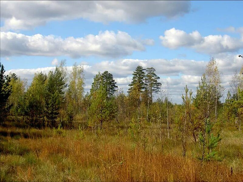 Мещерский край Паустовский. Мещёра Паустовский. Мещерский край болото. Мещёра болота. Слово мещера