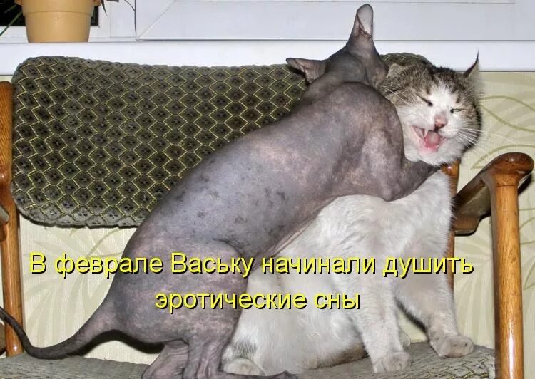 Котики приколы с надписями. Прикольные кошки с надписями. Приколы с котами с надписями. Ржачные кошки с надписями. Кот оказался вампиром