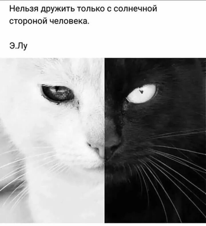 Женщина наполовину кошка. Ну наполовину. Кот черно белый наполовину. Кот картинка наполовину. Черное белое.