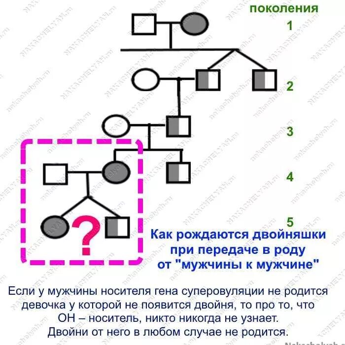 Двойня по какой линии