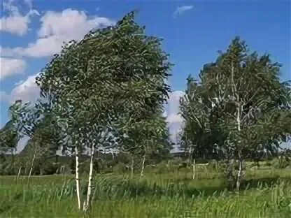 Растут 3
