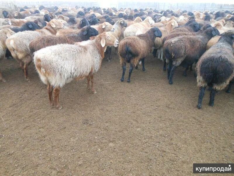 Кошара для овец. Романовская порода овец. Авито воронежская область бараны. Порода баранов тексель меринос. Гиссарские бараны чёрный.