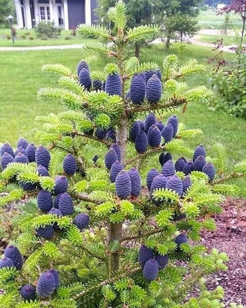 Пихта описание сорта. Пихта абиес кореана. пихта abies koreana. ель abies koreana. пихта корейская кореана.