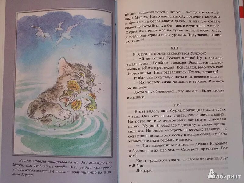 За ним по пятам гнались котята составьте. Б Костин рассказ про кота. Рассказ б Костина о коте и котятах. Костин про кота и котят. Небольшой рассказ Бориса Житкова.