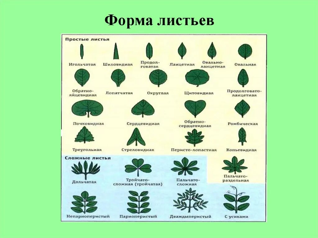 Как отличить растения. Трава форма листовой пластинки. Акация строение форма листовой пластинки. Форма листовой пластинки классификация. Типы листовых пластинок.