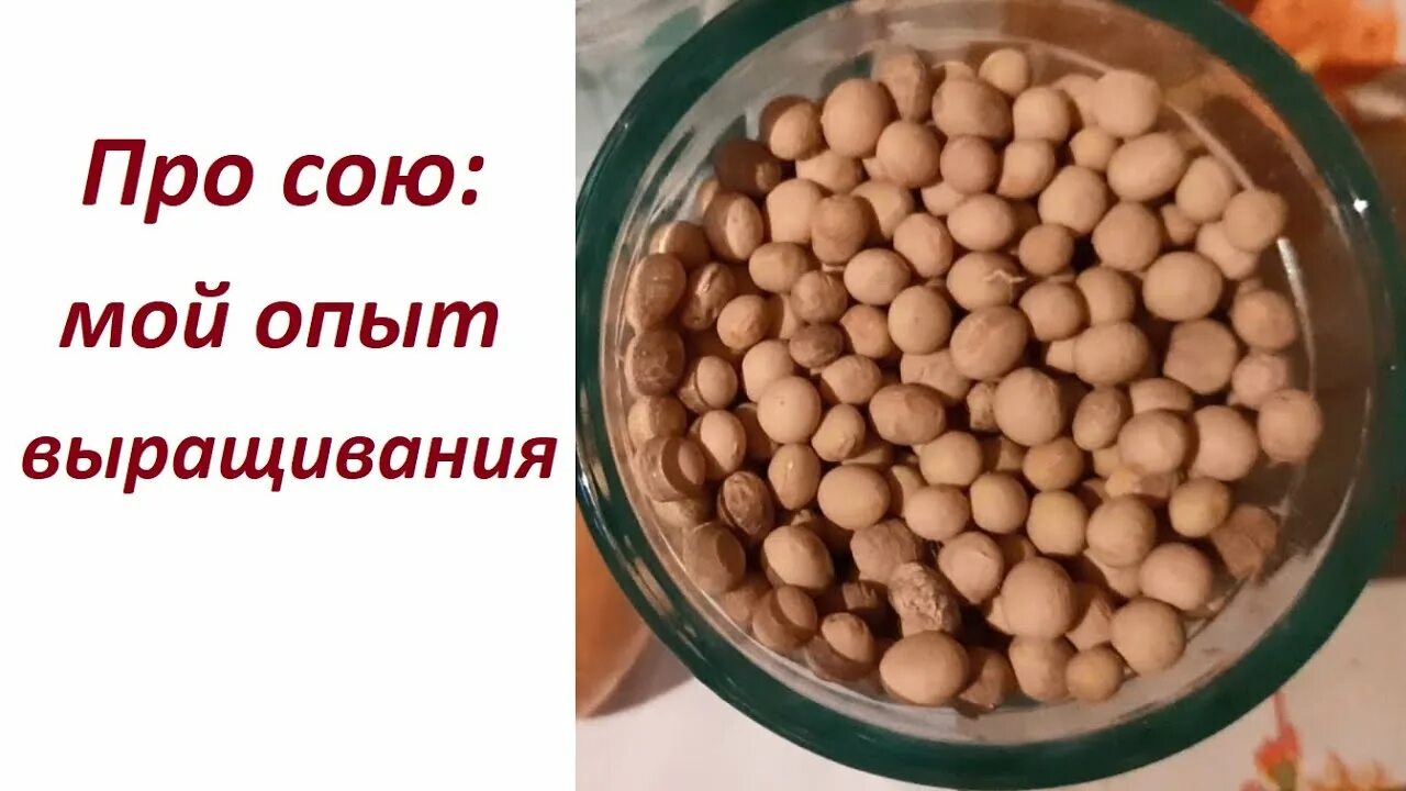 Соевый почему ев