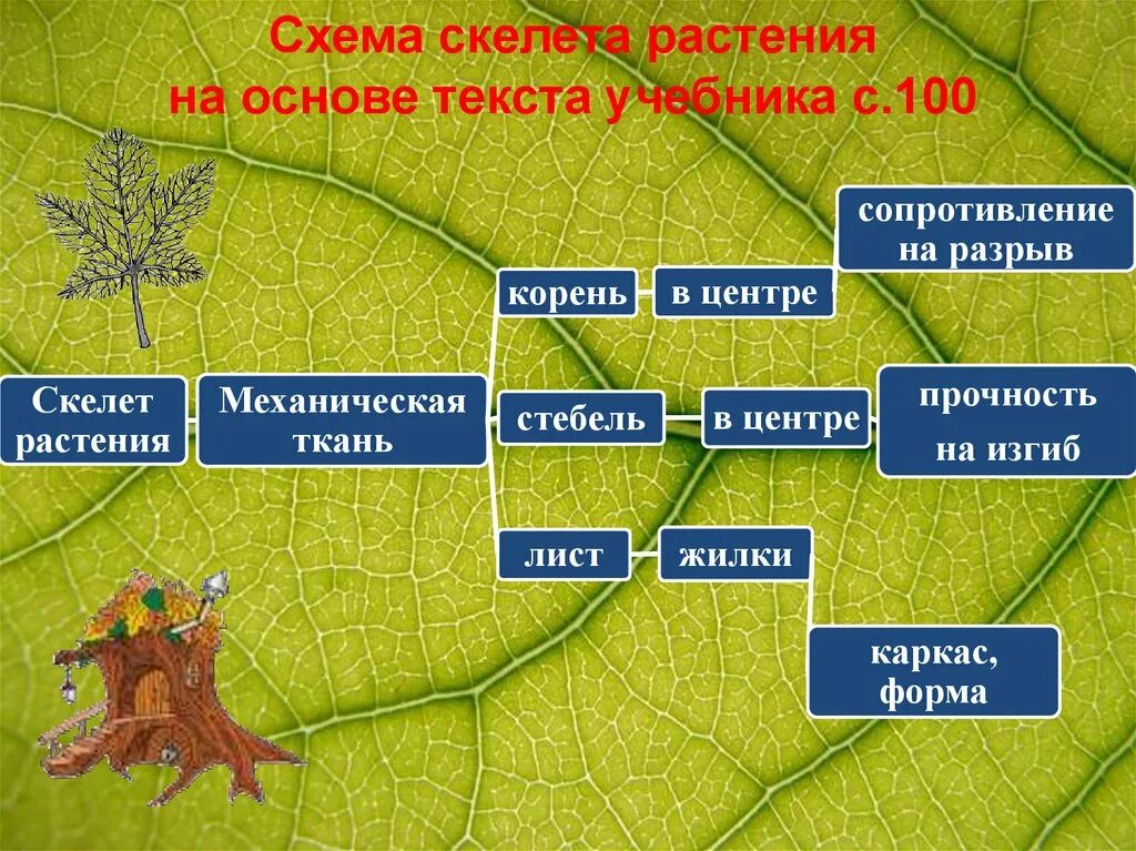 Скелет 6 класс. Опорные системы растений и животных. опорные системы растений. опорные системы животных.. схема скелета растений. структура скелета растений.