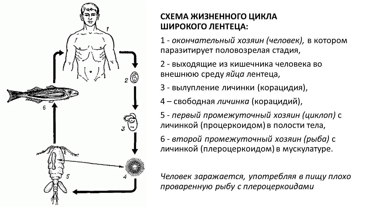 Жизненный цикл широкого лентеца. Широкий лентец жизненный цикл схема. Жизненный цикл широкого лентеца схема. Жизненный цикл широкий лентец рисунок.