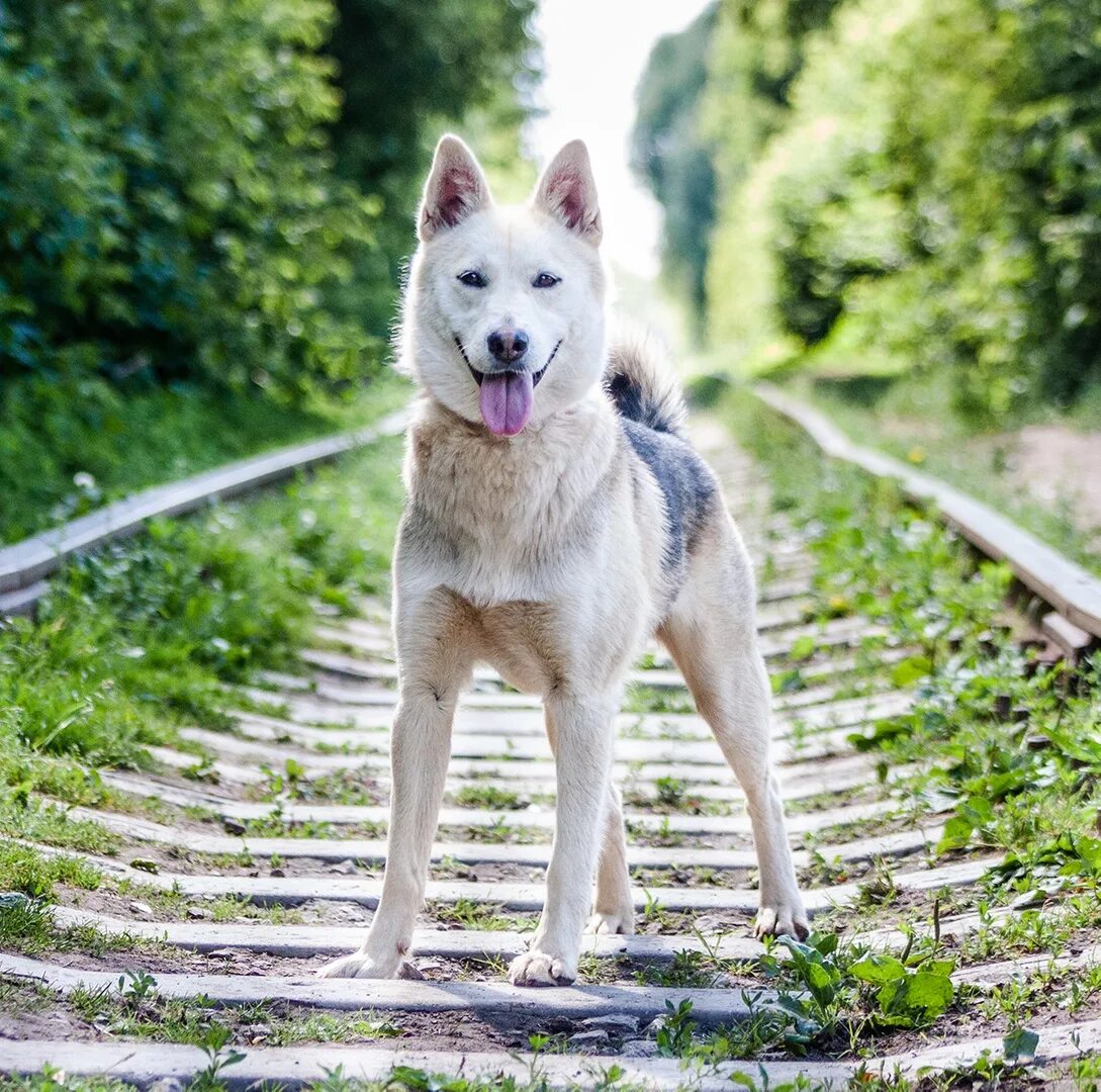 алиса лайки лайки. западно сибирская лайка. хаски порода хаски. милая собачка хаски. лайка и хаски.