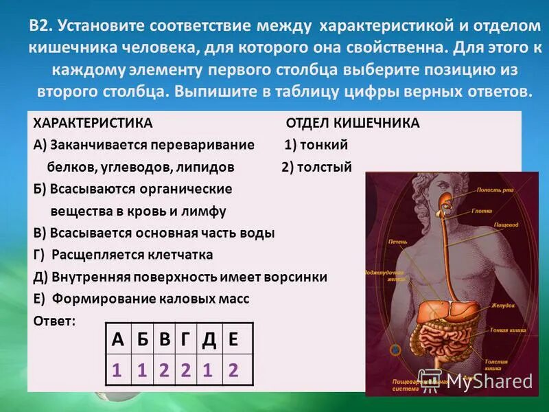переваривание углеводов в кишечнике. установите соответствие между симптомами. установите соответствие между характеристиками и отделами кишечника. выбери соответствие между характеристикой и отделом кишечника. определи соответствие между характеристикой и отделом кишечника.