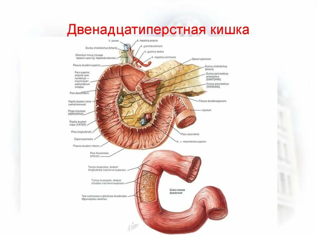 Анатомические отделы 12 перстной кишки. 12 перстная кишка анатомия картинка. 12 перстная кишка анатомия расположение. Анатомическое строение желудка и 12-перстной кишки. Луковица 12 перстной кишки.