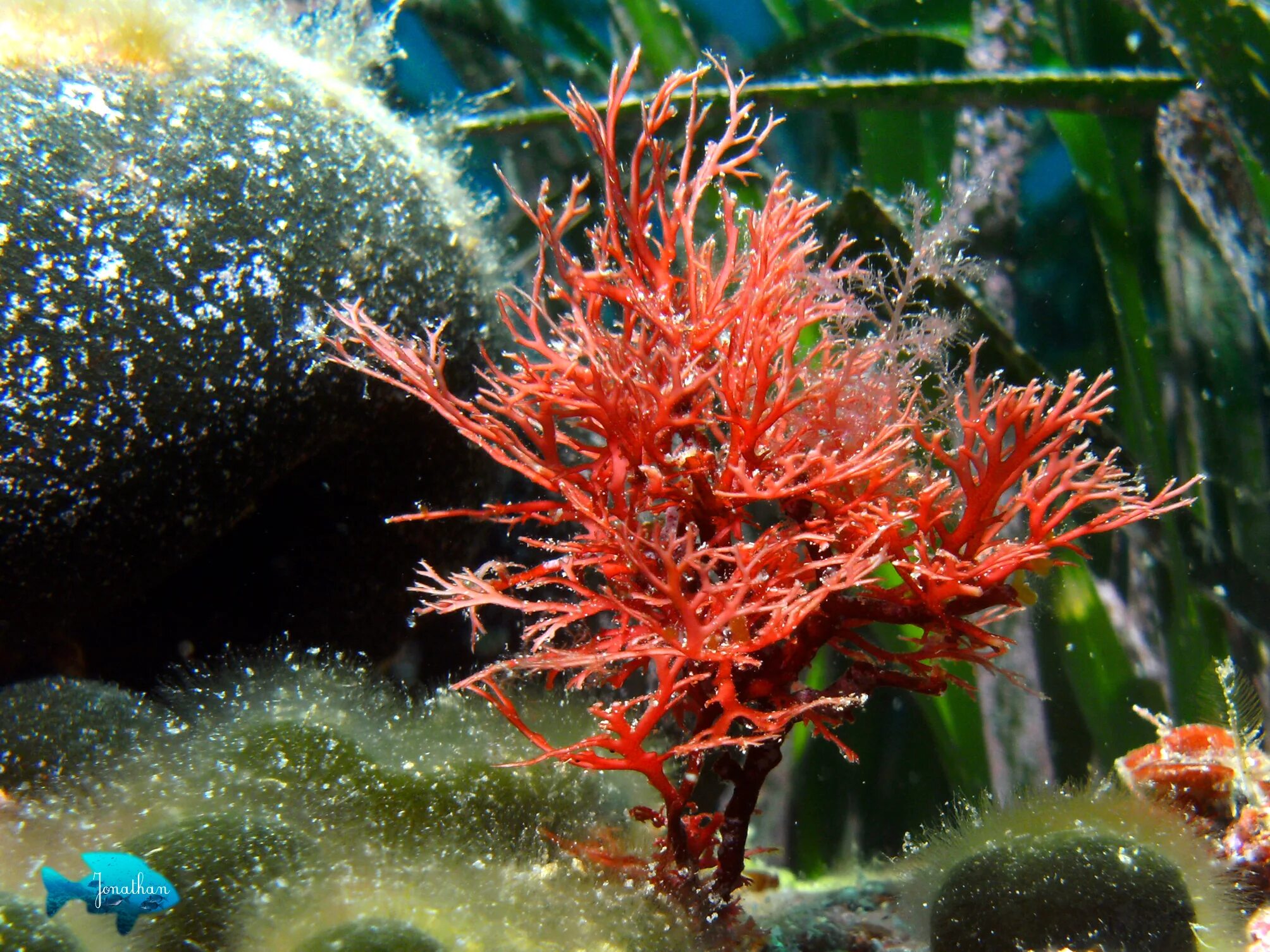 Багрянка водоросль. Филлофора водоросль. Красные водоросли (Rhodophyta). Багрянки водоросли. Анфельция водоросль.