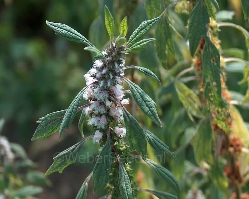 (пустырник сибирский). :. пустырник leonurus cardiaca. :. пустырник leonurus.