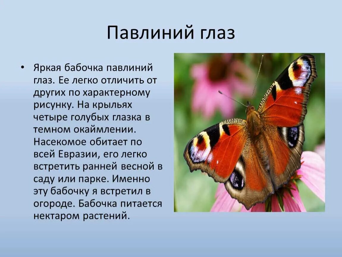 Дневной павлиний глаз бабочка описание для детей 2 класса. Бабочка павлиний глаз среда обитания. Сообщение о бабочке дневной павлиний глаз. Рассказ о бабочке дневной павлиний глаз. Чем питаются бабочки в домашних