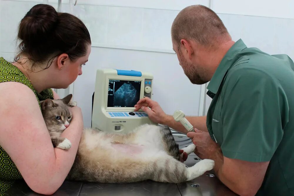 Узи брюшной полости коту