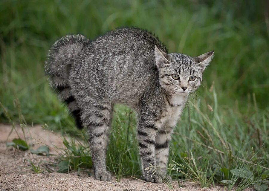 Кошка испугалась. Котенок ощетинился. Перепуганная кошка. Кот с выгнутой спиной.