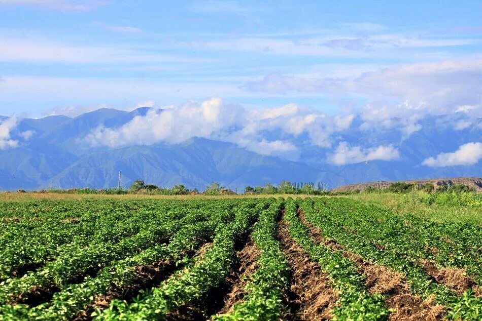 Сельского хозяйства кыргызской республики. Хозяйство киргизии. Фермеры кыргызстана. Сельское хозяйство баткенской области. Хозяйство киргизии.