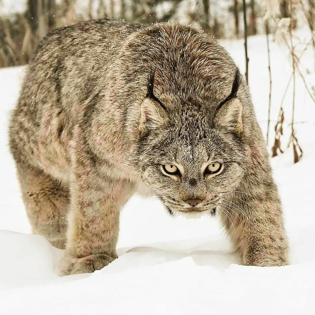 Канадская Рысь. Канадская Рысь Бобкэт. Рысь - Lynx Lynx (Linnaeus, 1758). Канадская Рысь лапы. Дикую кошку рысь