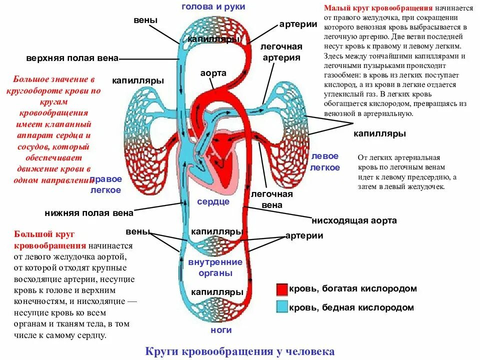 Какой камере сердца начинается большой круг кровообращения. Большой и малый круг кровообращения схема. Сосуды сердца малый круг кровообращения. Малый круг кровообращения строение схема. Малый и большой круг кровообращения человека 3 класс.