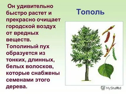 Сколько лет тополю