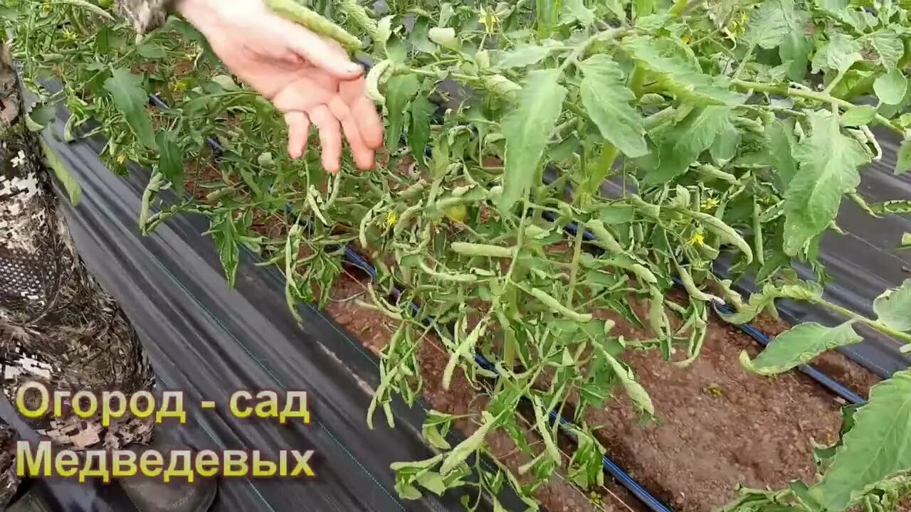 Крутит листья у томатов. Скручиваются листья у томатов. мельчают листья у помидор. крутятся листья на помидорах. томаты скручивание листвы.