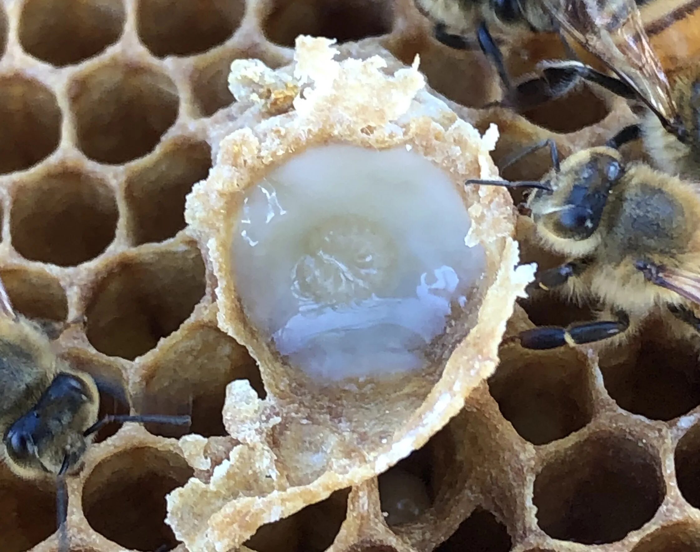 Маточное молочко пчелиное. Королевская пчела маточное молочко. Royal Jelly маточное молочко. Маточное молочко и личинка.